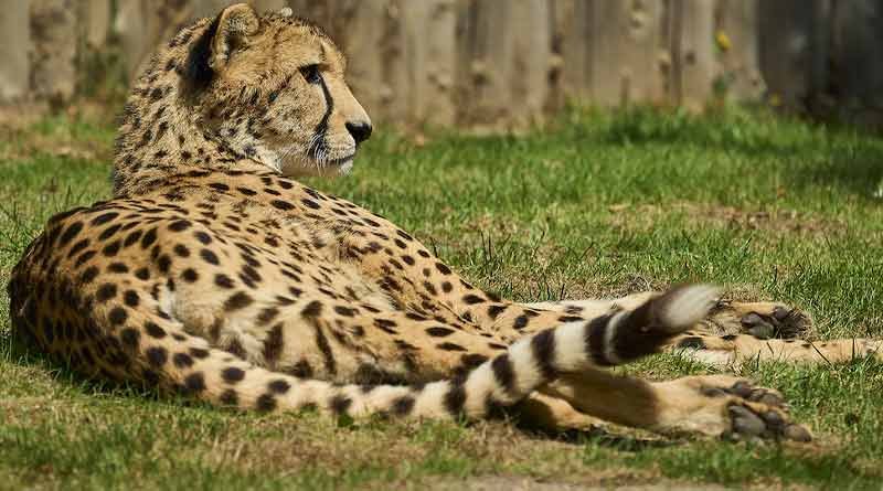 SC relief to central over cheetah deaths at Kuno National Park। Sangbad Pratidin