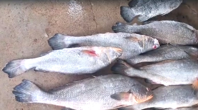 Digha fishermen got Telia bhola fish worth several lakhs | Sangbad Pratidin