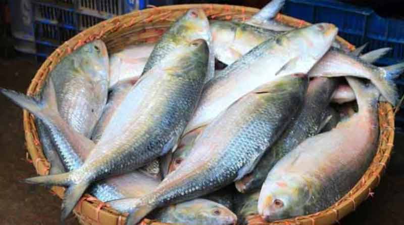 Hilsa is vanishing commoners' menu in 'Ranna Puja' in West Bengal । Sangbad Pratidin