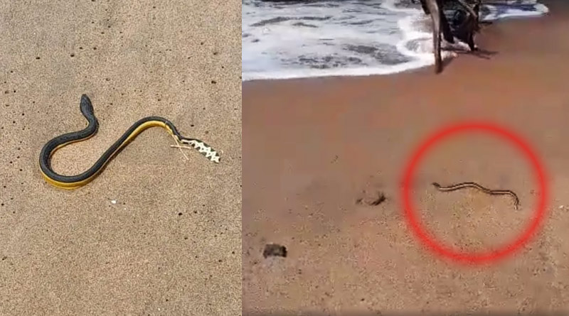 Dangerous yellow belly snake seen in Digha, able to cause whole body paralysis | Sangbad Pratidin