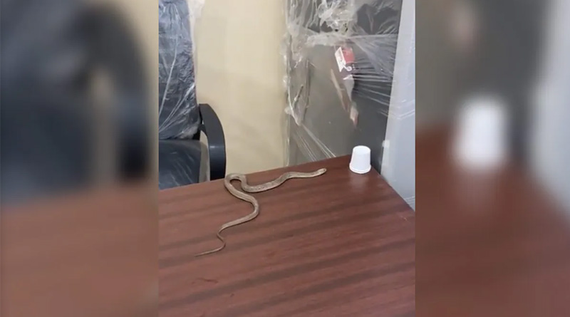 Why this Man Catches Snake and Releases It In Hyderabad Civic Body Office | Sangbad Pratidin