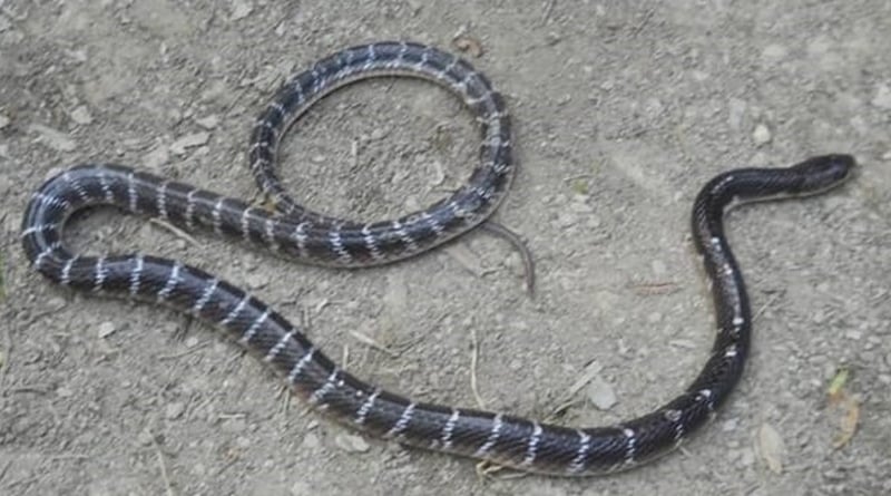 Exclusive: Breaking the myth about Snake Bites, Binding increases the possibility of death! what to do to save life? 1
