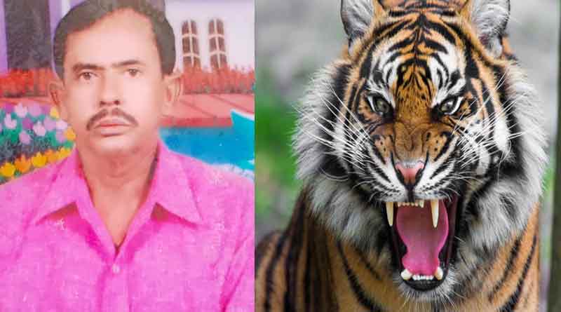 Royal Bengal Tiger dragged the fisherman in front of his wife in Sundarbans । Sangbad Pratidin