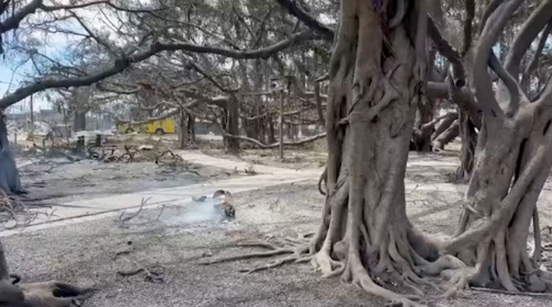 Historic Banyan tree imported from India charred by Hawaiian wildfires। Sangbad Pratidin