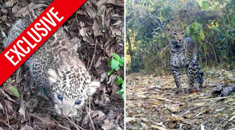Locals of Simni protecting leopards, after killing one eight years ago । Sangbad Pratidin