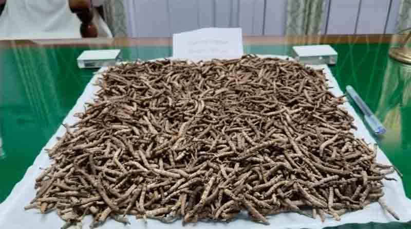 Caterpillar Fungus worth 24 Lacs seized in Siliguri | Sangbad Pratidin