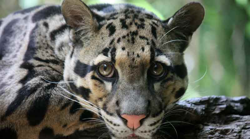 Forest department allegedly arrest two person in clouded leopard poaching case । Sangbad Pratidin