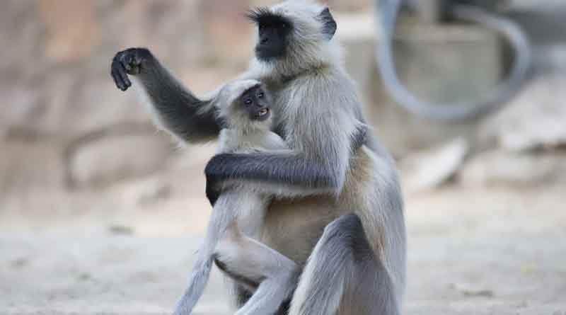 Electrocuted langur's life saves by local people in Katwa । Sangbad Pratidin