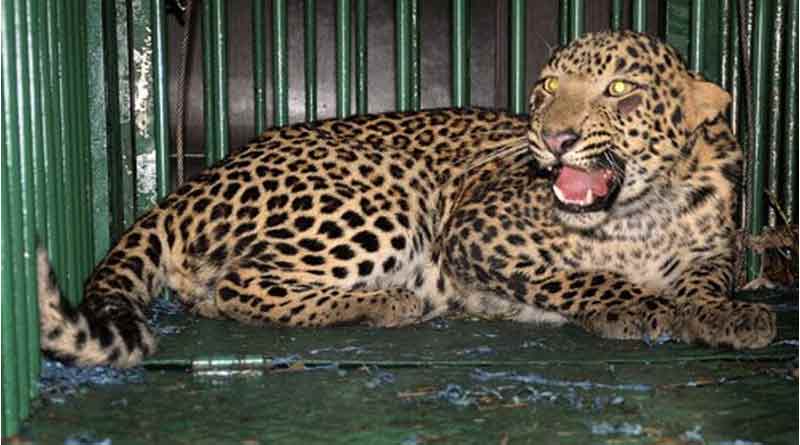 Leopard caged by the forest officials in Alipurduar । Sangbad Pratidin