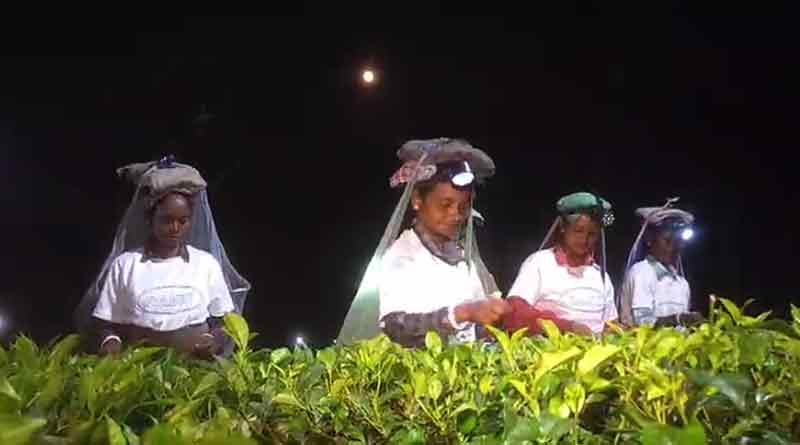 Full moon tea has reaped in Alipurduar । Sangbad Pratidin