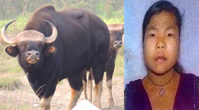 Alipurduar woman killed by bison । Sangbad Pratidin