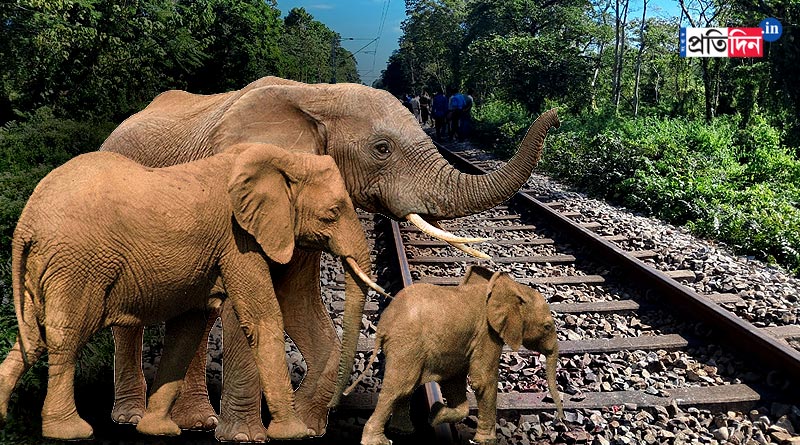 3 elephants were allegedly killed due to lack of communication between rail and forest department । Sangbad Pratidin