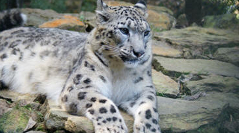 Darjeeling snow leopard regains vision after surgery| Sangbad Pratidin