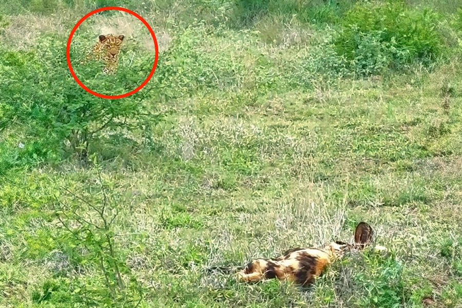 Leopard tried to attack wild dogs | Sangbad