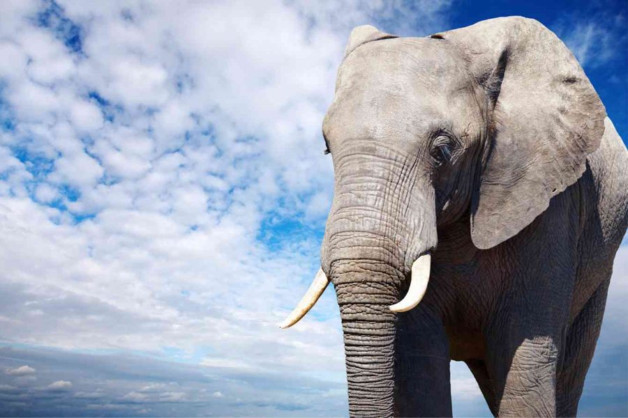 Wild Elephant Enters Compound of Uttarakhand Court | Sangbad Pratidin