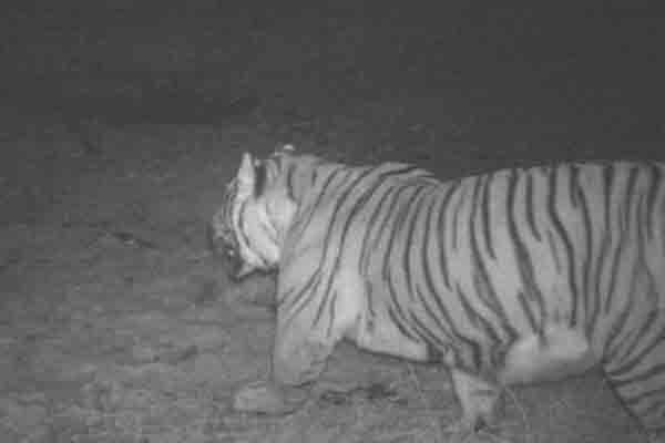 Royal Bengal Tiger