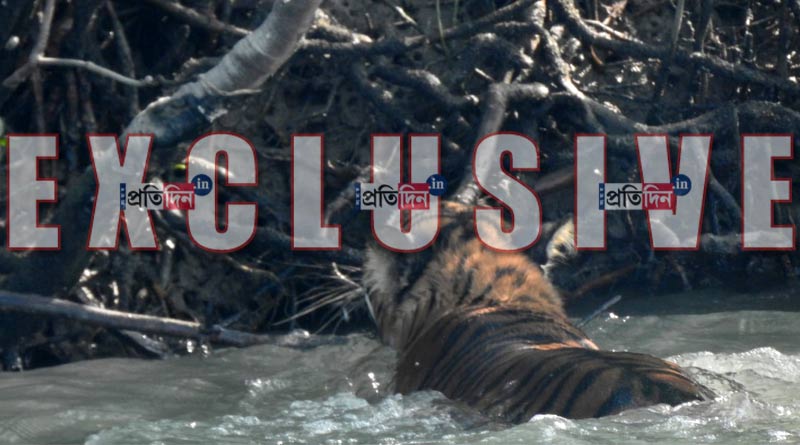 Tiger returned to jungle from Kultali after three days । Sangbad Pratidin