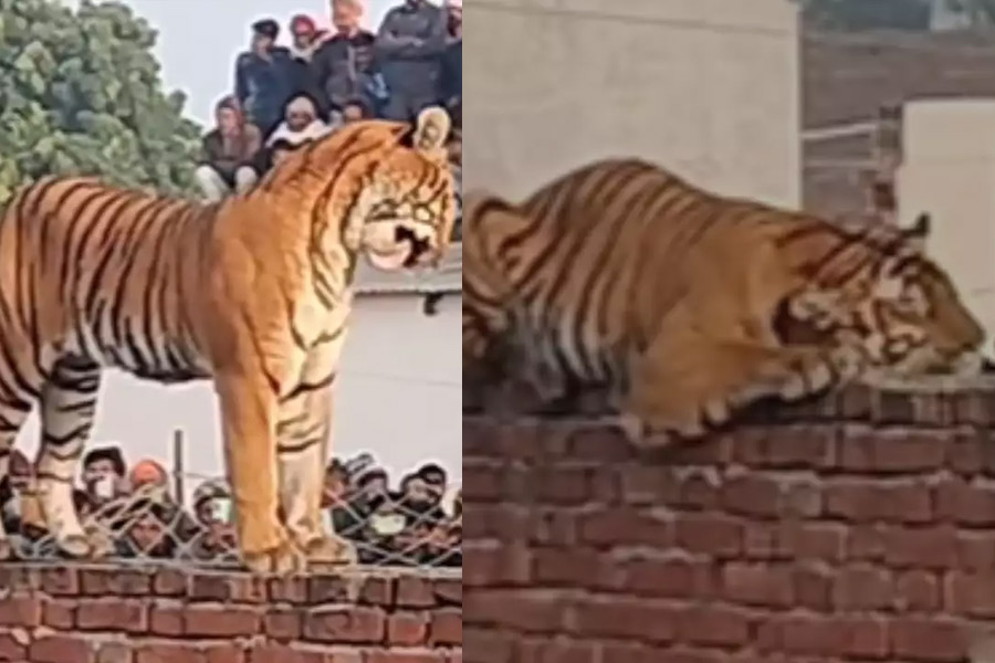 Tiger enters village in UP's Pilibhit, creates spectacle | Sangbad Pratidin