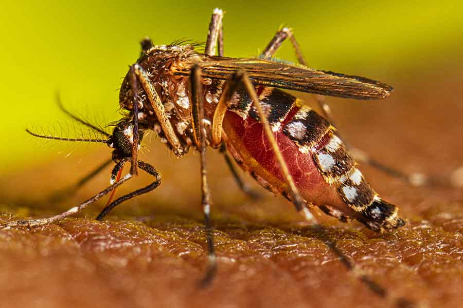Dengue cases rising in Bengal despite of Govt awareness