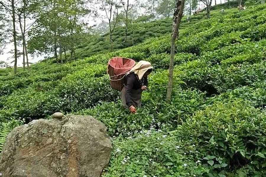 tea industry is in trouble due to attack of diseases and insects in Siliguri