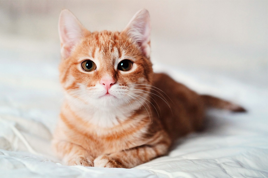 Mother-son duo wanted to file missing diary for cat, Kolkata police stunned