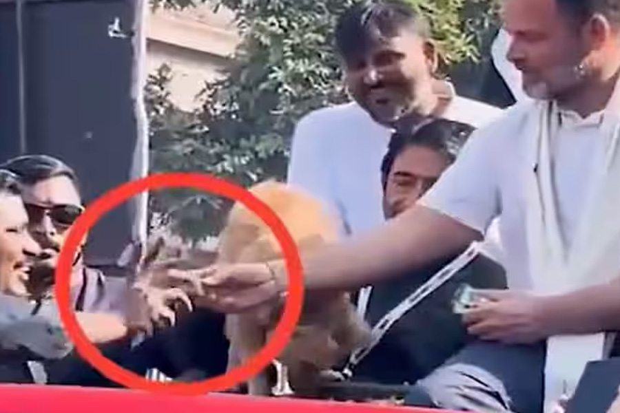 Rahul Gandhi gave pet dog biscuit to Congress worker, video goes viral, BJP slams | Sangbad Pratidin