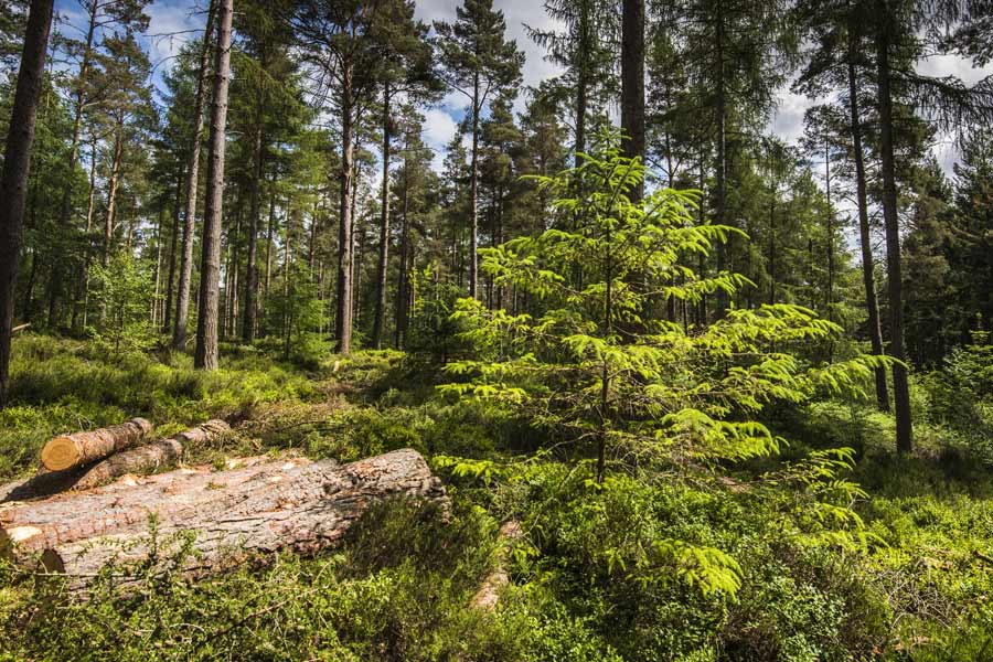 Here are course details over forestry