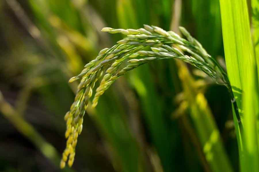 Paddy faming in danger due to lack of rain