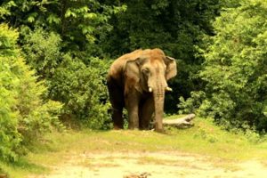 youth death for elephant attack in malbazar