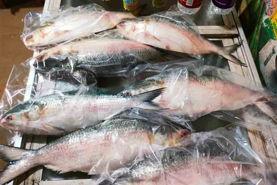Hilsha fish weigh 3 kg at Digha, is it original