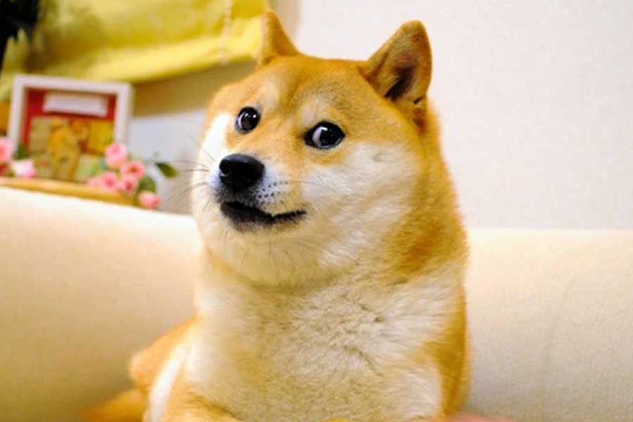 Kabosu, the iconic Shiba Inu dog dies