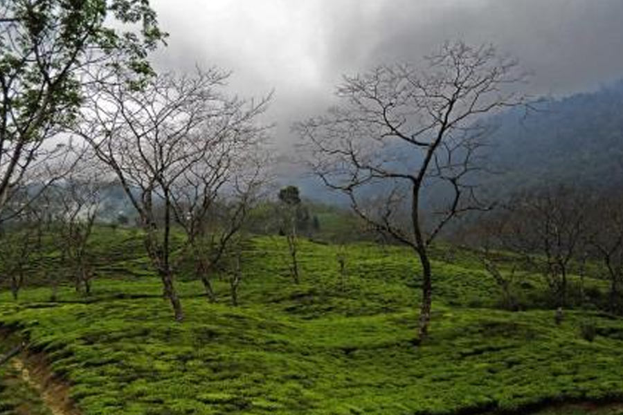 Rangaroon-1