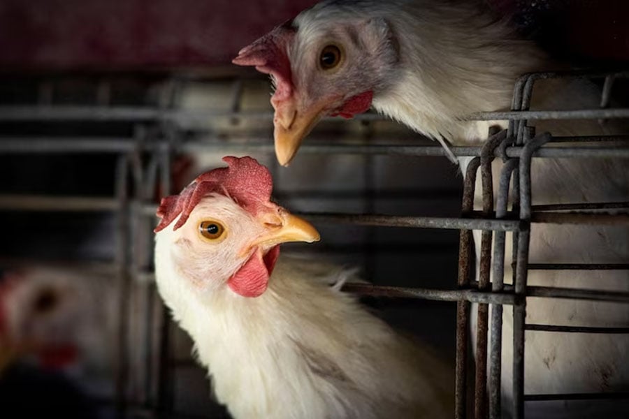 Nothing to worry about bird flu, assures health department