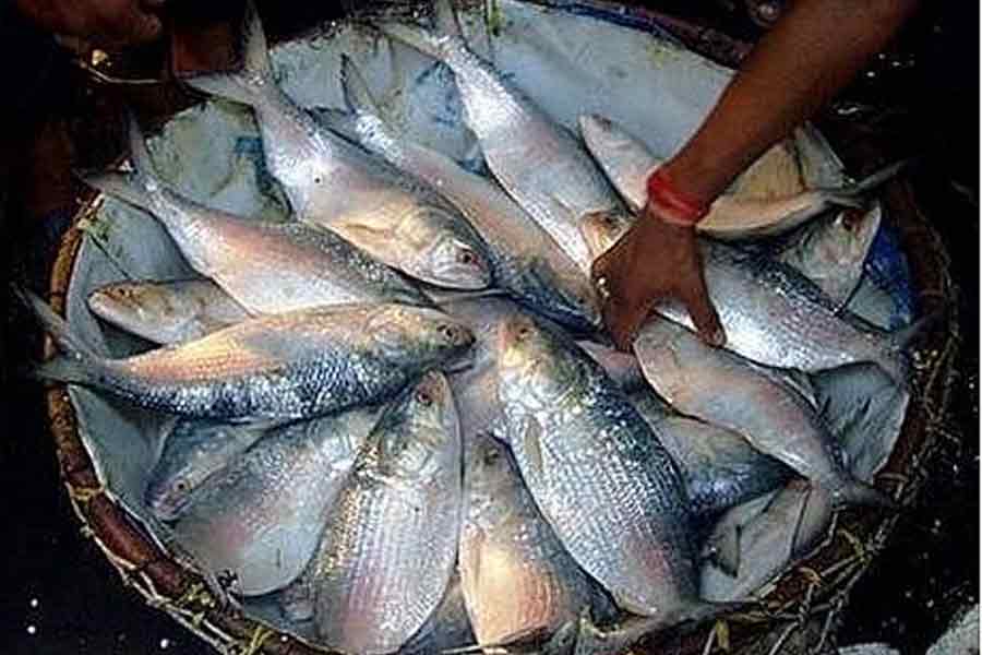 Fishermen can go to sea for catching hilsa