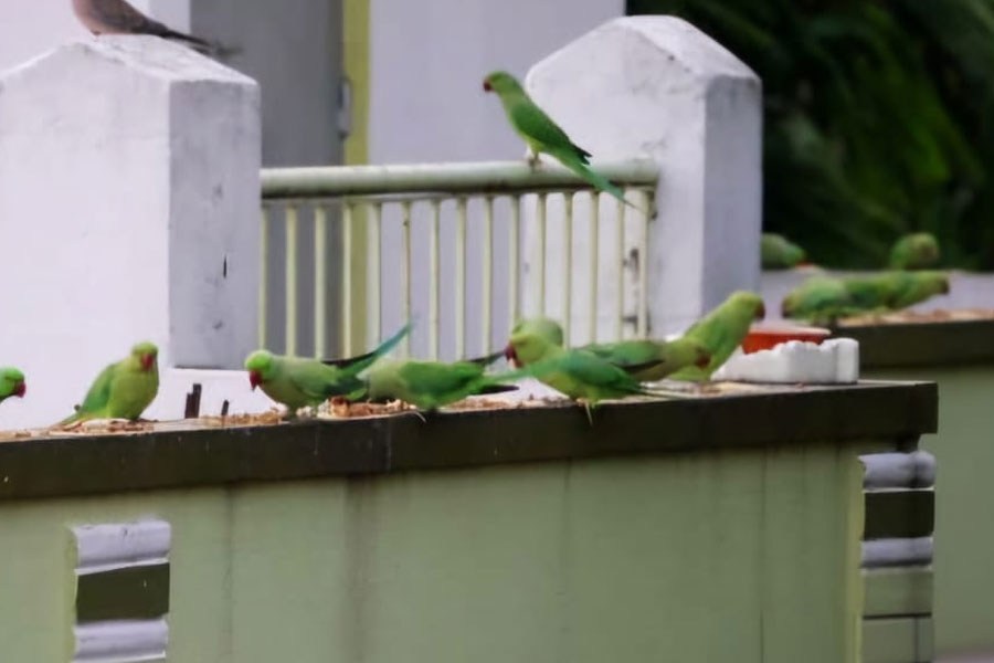 Resident of Hooghly Chinsurah has arranged to feed the birds on the roof of the house