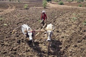 767 farmer suicides in Maharashtra proves Modi government is failing to free them from their debt obligations
