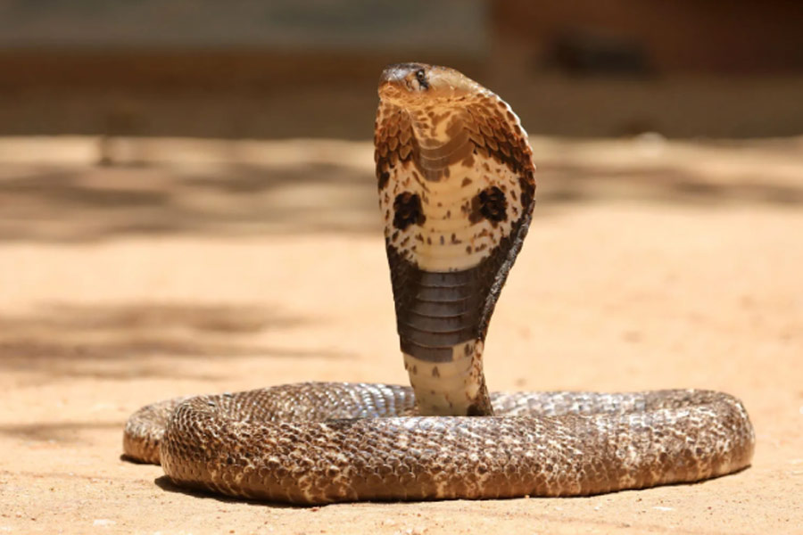 Couple allegedly staged snake bite to cover up murder in Meerut