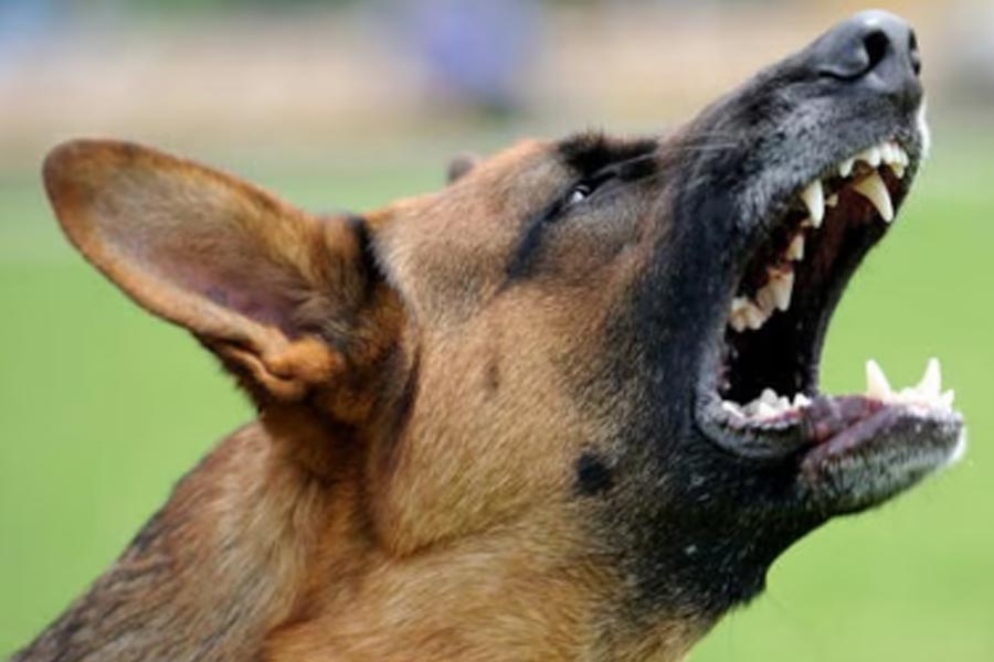 30.5 lakh dog bite cases in 2023 led to death 286