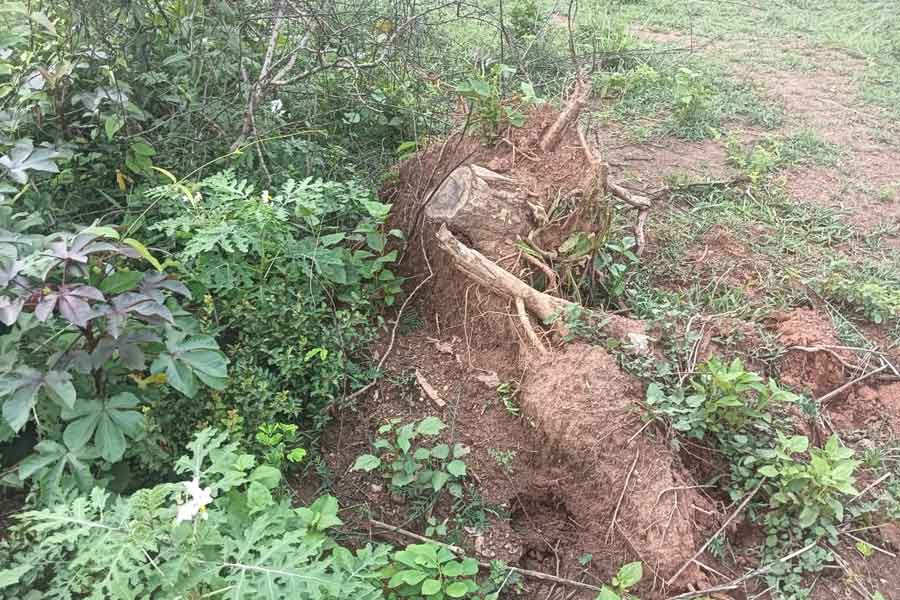 Expensive tree allegedly theft in Kanksa