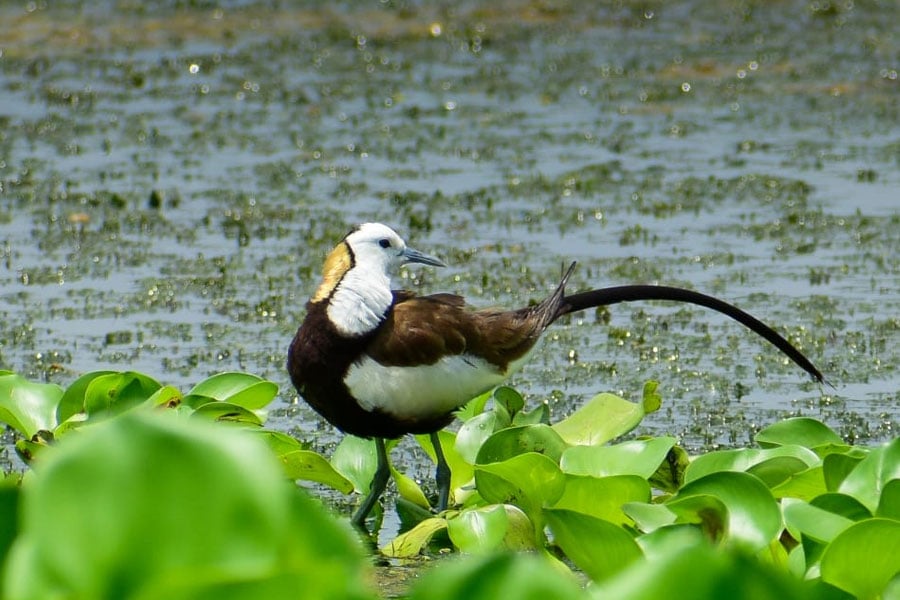 Water peacock was seen in Jalangi river