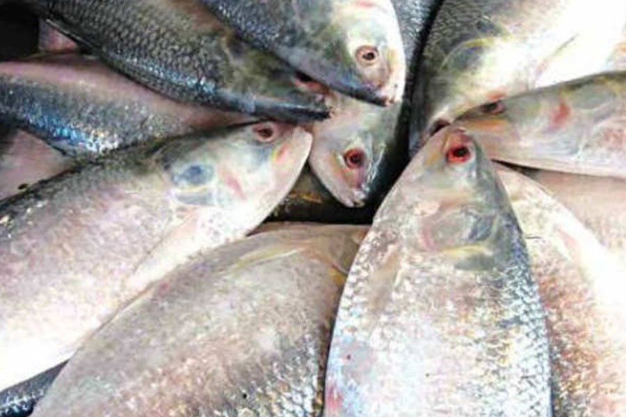 Stopped hilsa import, fish traders face loss