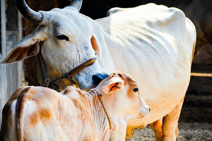 50 Cows Thrown Into Madhya Pradesh River, 20 Dead