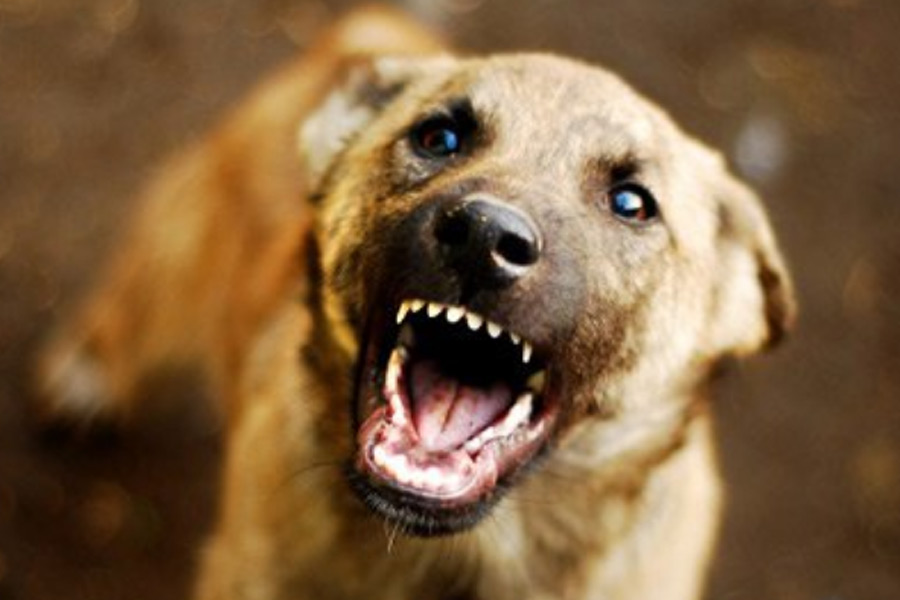 Stray dog attacked a 6-year-old boy in Gujarat