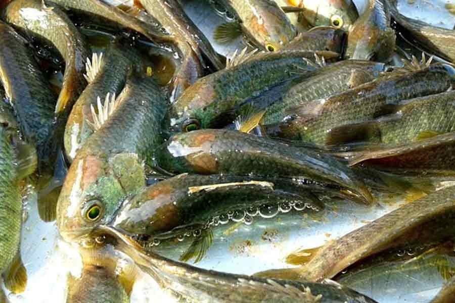Jamalpur man chokes on fish, dies