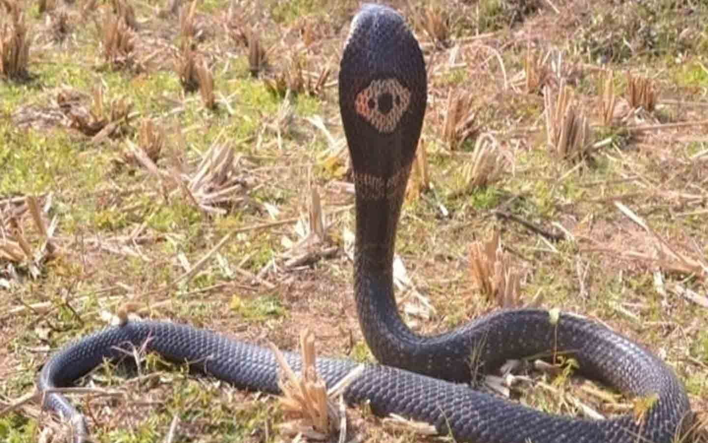 Snakebite cases are 'notifiable disease', announced by Centre
