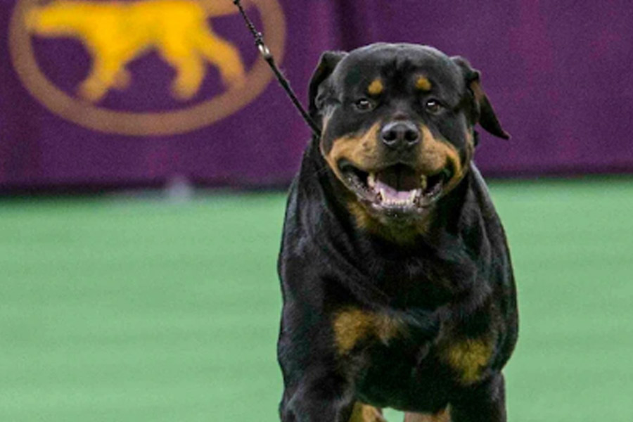 US woman allegedly unleashes pet dog to kill boyfriend's daughter