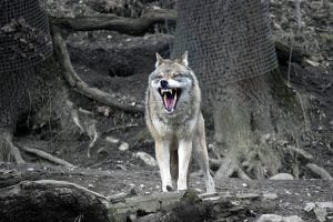 ‘Killer’ wolf gunned down in Uttar Pradesh
