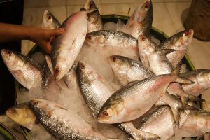 Durga Puja 2025: Bangladesh to export 12oo tons of hilsa in India