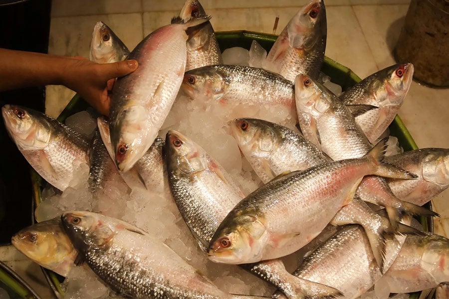 Durga Puja 2025: Bangladesh to export 12oo tons of hilsa in India