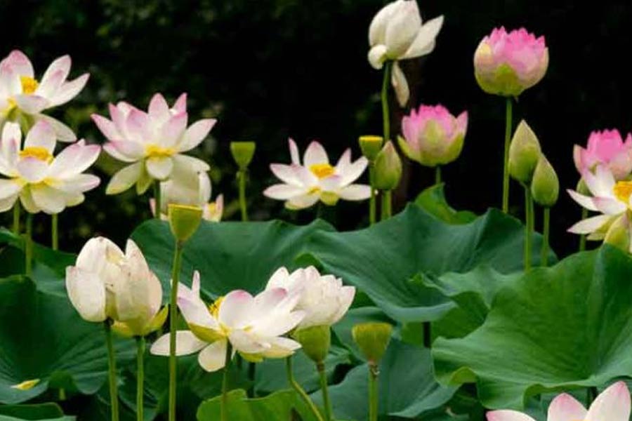 Durga Puja: Here is a good supply of lotus flowers, expensive ganda, Aparajita